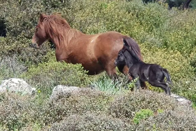 פארק ג'יארה די ג'סטורי (The Giara di Gesturi) בסרדיניה credit to getyourguide.com