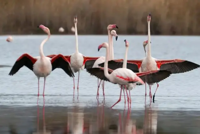 ספארי קליארי - Molentargius Natural Park credit to getyourguide.com