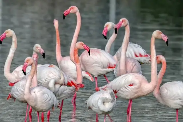 ספארי קליארי - Molentargius Natural Park credit to getyourguide.com