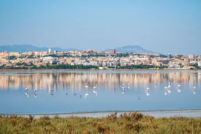 ספארי קליארי - Molentargius Natural Park credit to getyourguide.com