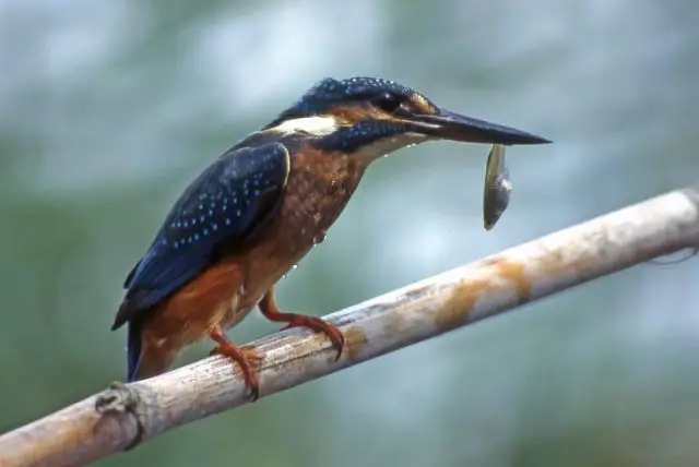 ספארי קליארי - Molentargius Natural Park credit to getyourguide.com