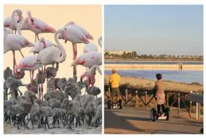 ספארי קליארי - Molentargius Natural Park credit to getyourguide.com