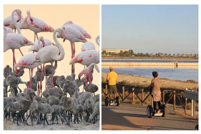 ספארי קליארי - Molentargius Natural Park credit to getyourguide.com