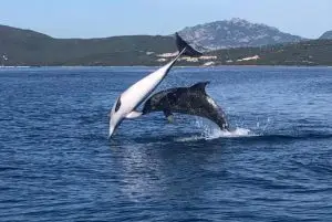 שייט לצפייה בדולפינים באיזור גולפו אראנצ'י בסרדיניה credit to getyourguide.com