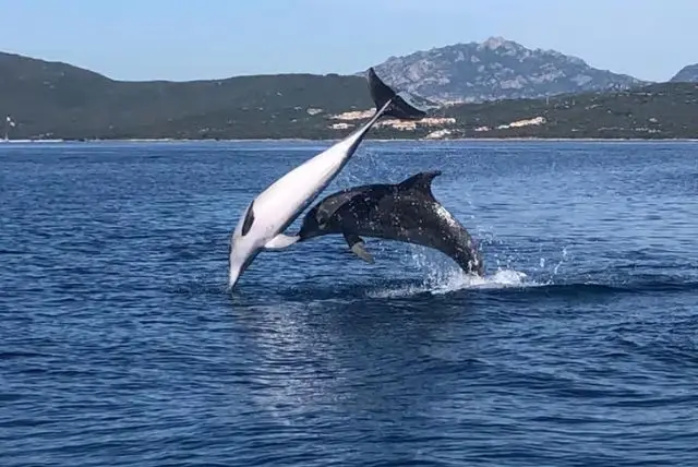 שייט לצפייה בדולפינים באיזור גולפו אראנצ'י בסרדיניה credit to getyourguide.com