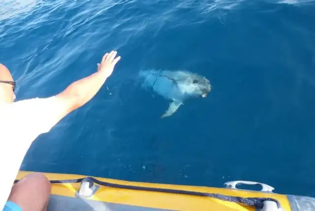 שייט לצפייה בדולפינים באיזור גולפו אראנצ'י בסרדיניה credit to getyourguide.com