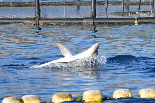 שייט לצפייה בדולפינים באיזור גולפו אראנצ'י בסרדיניה credit to getyourguide.com