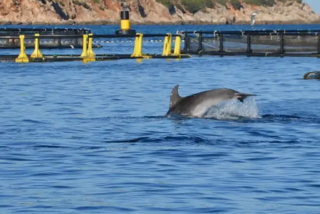 שייט לצפייה בדולפינים באיזור גולפו אראנצ'י בסרדיניה credit to getyourguide.com