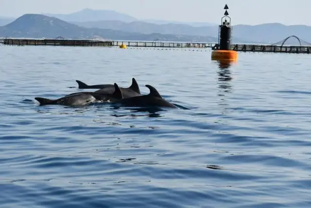שייט לצפייה בדולפינים באיזור גולפו אראנצ'י בסרדיניה credit to getyourguide.com