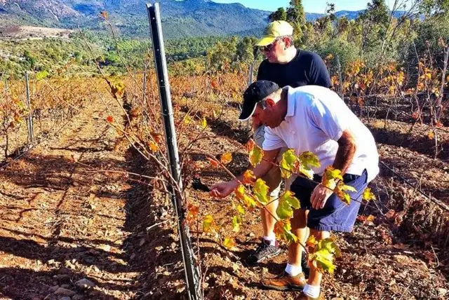 יין סרדיניה - הכל על היינות המקומיים של סרדיניה (יין אדום / לבן) credit to getyourguide.com
