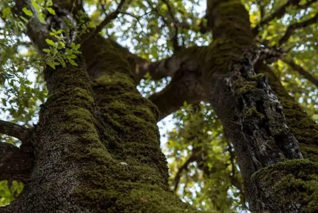 טיול במערת סה נור דה סו הודה (Sa Nurre de Su Hoda Cave) credit to getyourguide.com