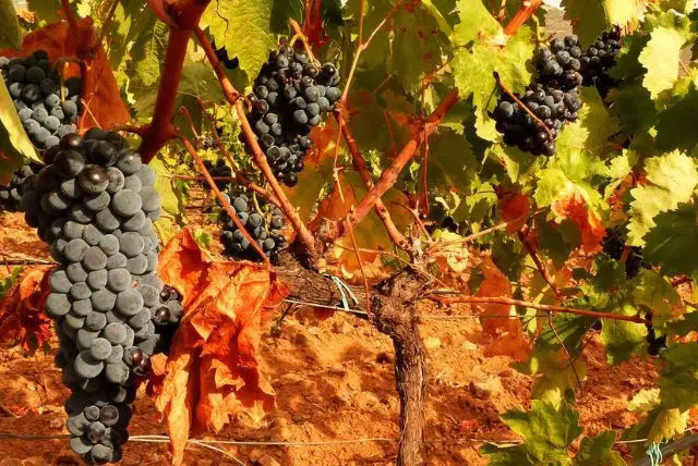 יין סרדיניה - הכל על היינות המקומיים של סרדיניה (יין אדום / לבן) credit to getyourguide.com