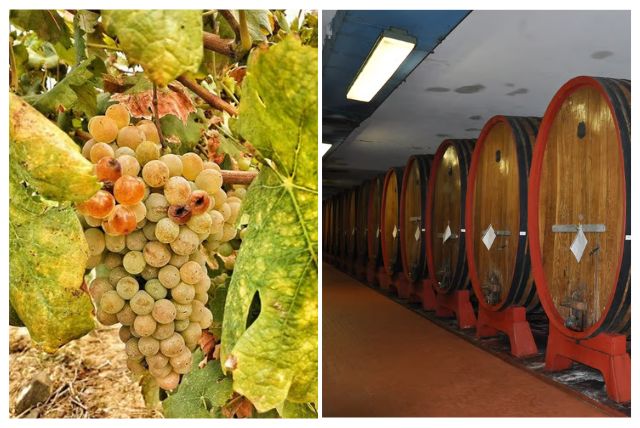 טעימות יין וביקור ביקב בגבעות הכפריות של קליארי credit to getyourguide.com