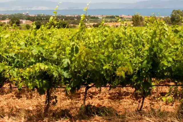 טעימות יין וביקור ביקב בגבעות הכפריות של קליארי credit to getyourguide.com