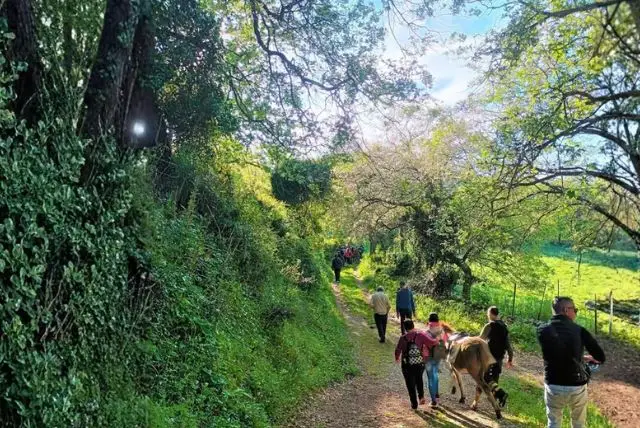 אי אסינארה (Asinara) בסרדיניה - "אי החמורים" credit to getyourguide.com