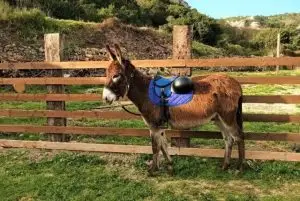 אי אסינארה (Asinara) בסרדיניה - "אי החמורים" credit to getyourguide.com