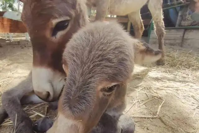 ביקור בחוות חמורים בקליארי credit to getyourguide.com