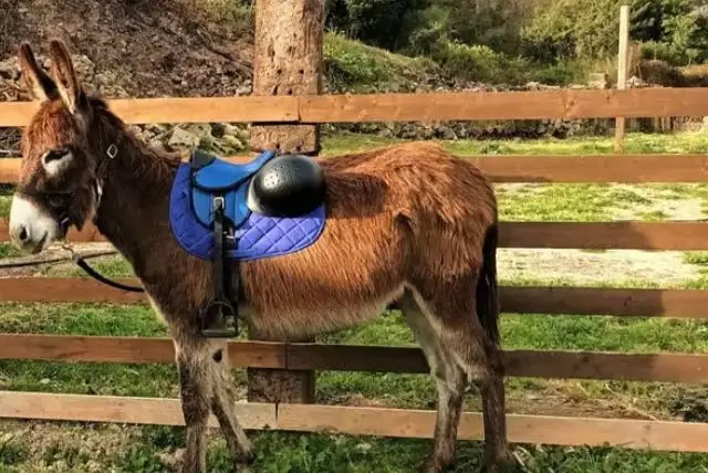 ביקור בחוות חמורים בקליארי credit to getyourguide.com